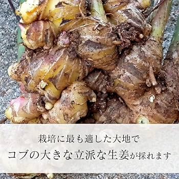 数量限定　少し訳あり新生姜　101 新生姜 約2kg 送料無料 高知産 新しょうが 新ショウガ 生姜